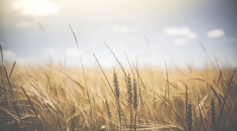 Australia to export less wheat, more barley: USDA FAS