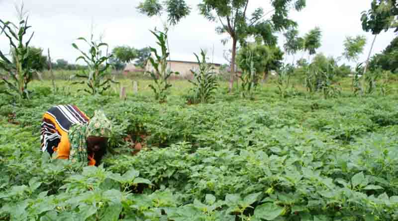 How to cut agriculture’s emissions to achieve a just transition