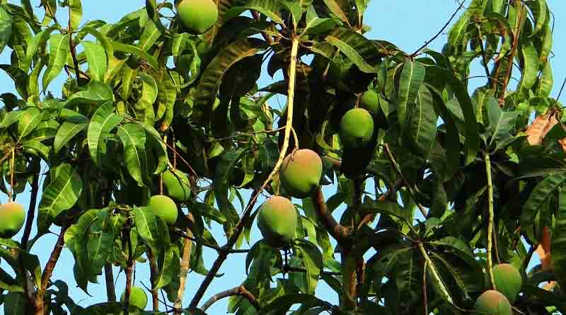Haryana’s Agriculture Minister urges farmers to adopt horticulture crops for better profit