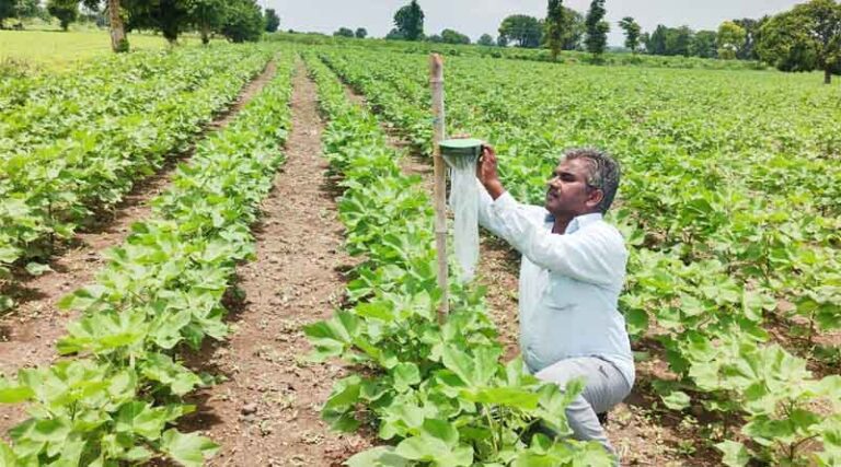 PAU issues fresh advisory for control of Pink Bollworm in Cotton