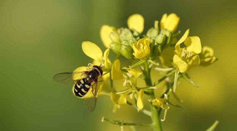 New Mustard Variety Pusa Double Zero Mustard 33 (PDZ 11)
