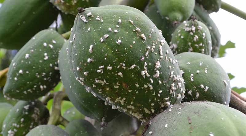 Fight against papaya mealybug in Kenya stepped up with agent release in four more counties