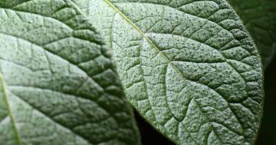 Blight protection covered