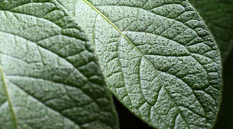 Blight protection covered