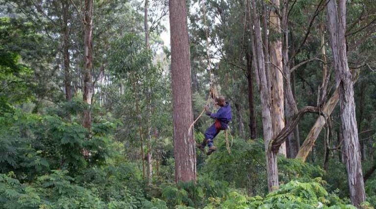Study highlights urgent need to protect world’s forests from non-native pests in the face of climate change