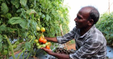 Drip irrigation system by Netafim helped farmers gain 40 percent more yield and higher profit