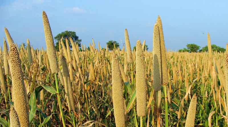 City dwellers develop appetite for nutrient-rich grains shunned by Zimbabwe smallholder farmers