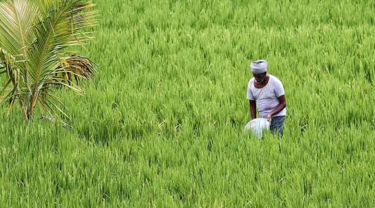 Central Government prohibits export of Non-Basmati White Rice; Small & marginal farmers to be impacted