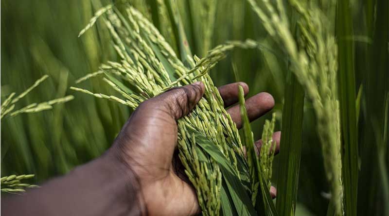 CABI’s expertise shared at FAO Commission on Genetic Resources for Food and Agriculture