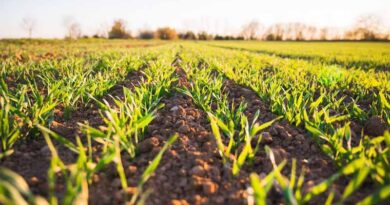 What are the symptoms of Magnesium deficiency and excess in plants