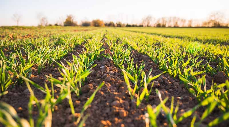 What are the symptoms of Copper deficiency and excess in plants