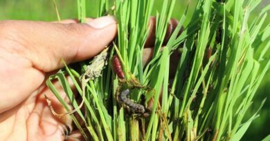 Pest Alert issued for fall armyworm pest infesting rice crop in the Philippines
