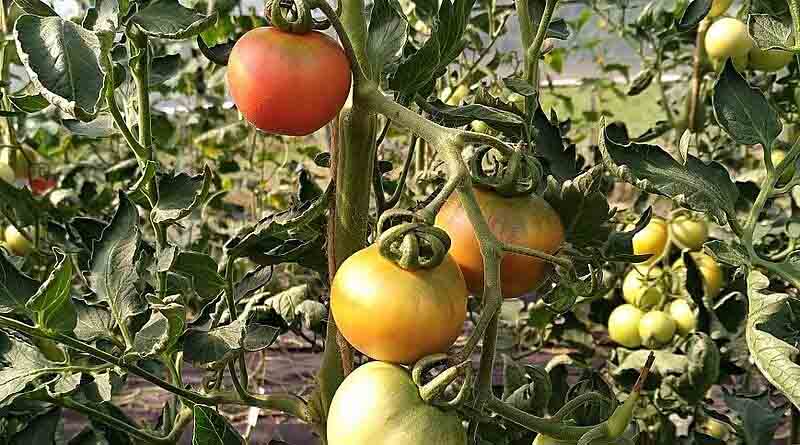 Efficient seed extraction in organic tomato cultivation