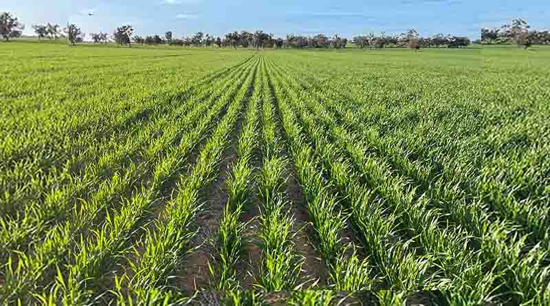 Promising start following uncertainty around seasonal outlook