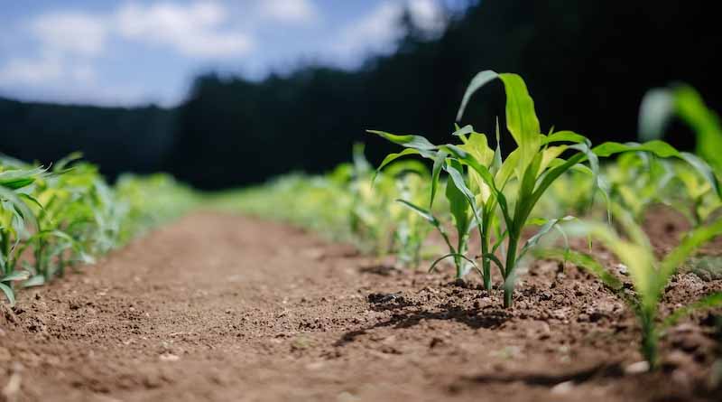 What are the symptoms of Zinc deficiency and excess in plants