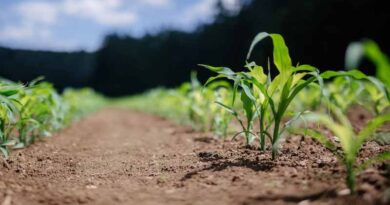What are the symptoms of Phosphorus deficiency and excess in plants