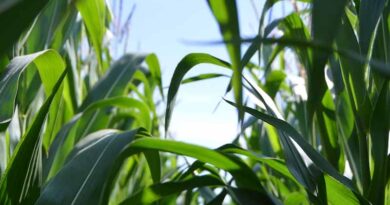 What are the symptoms of Molybdenum deficiency and excess in plants