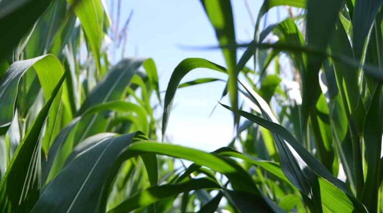 What are the symptoms of Molybdenum deficiency and excess in plants