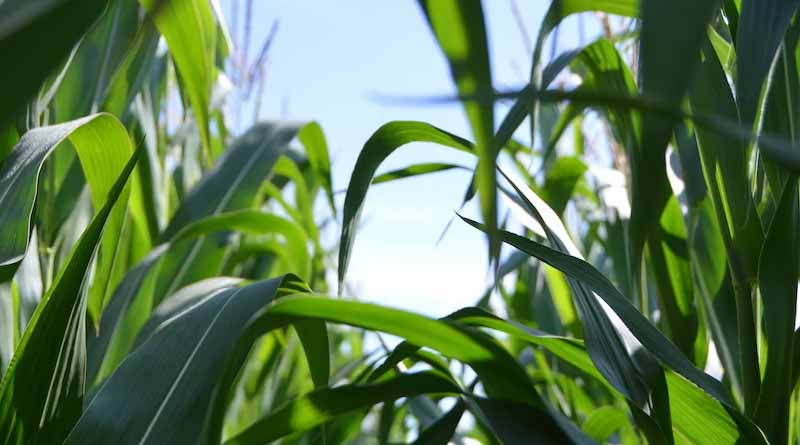 What are the symptoms of Iron deficiency and excess in plants