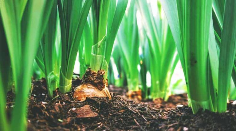What are the symptoms of Chlorine deficiency and excess in plants