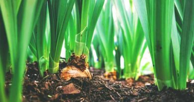 What are the symptoms of Calcium deficiency and excess in plants