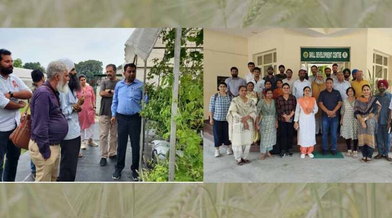 PAU imparts training in hi-tech vegetable farming