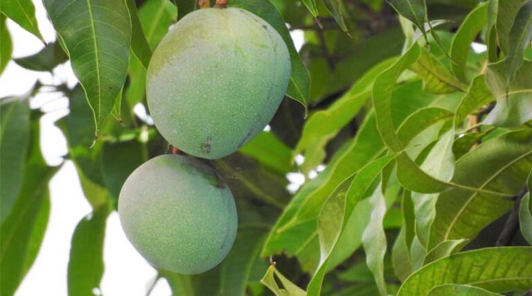 Outbreak of mango canker disease in mango crop, how to treat