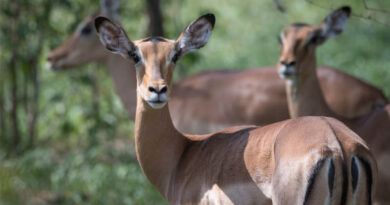 FAO welcomes European Union contribution of €25 million to advance wildlife conservation and food security