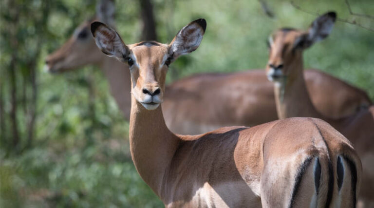 FAO welcomes European Union contribution of €25 million to advance wildlife conservation and food security
