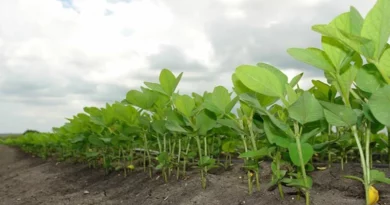 Outbreak of leaf-eating caterpillars seen in soybean crop