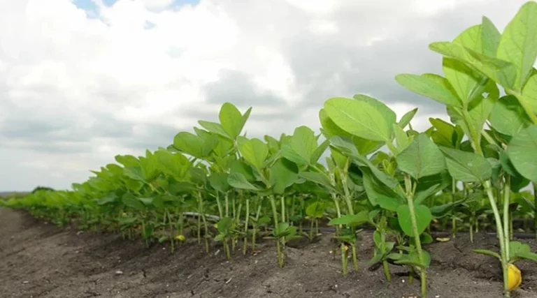 Outbreak of leaf-eating caterpillars seen in soybean crop