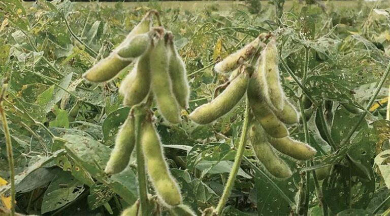 Soybean