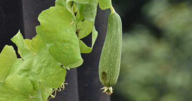 Outbreak of virus in Ridge Guard crop