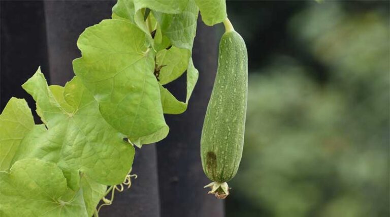 Outbreak of virus in Ridge Guard crop
