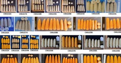 CIMMYT releases 32 new elite maize lines