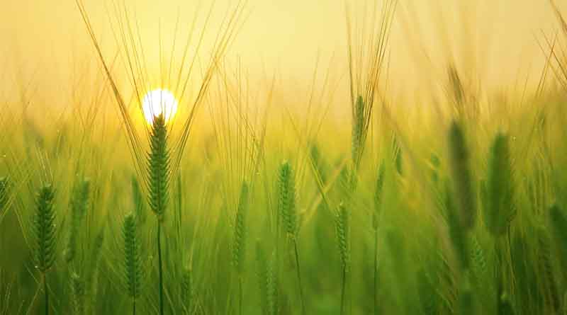 Efforts are being made to promote horticulture and increase the area under micro-irrigation- Manohar Lal