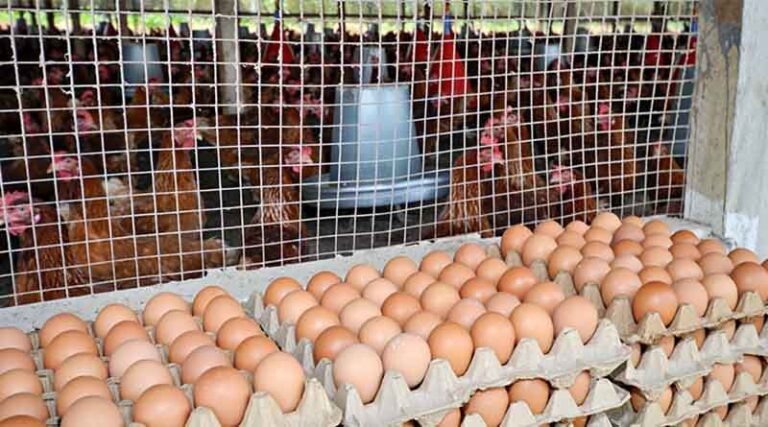 WISHH and FAS Work Together to Ensure Food Security Around the Globe