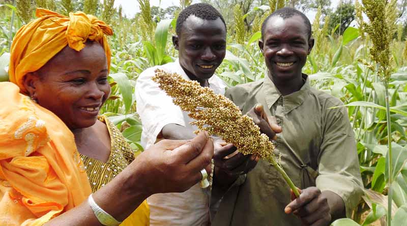 ICRISAT Recognized for Outstanding Contributions to Mali's Seed Industry