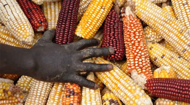 Efforts to safeguard biodiversity receive welcome boost