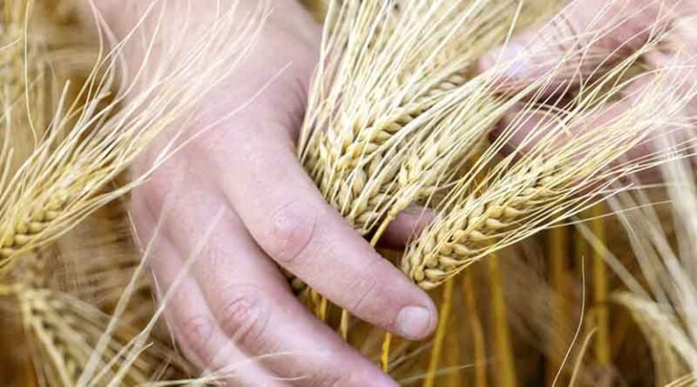 Farming with a hybrid AD plant approach