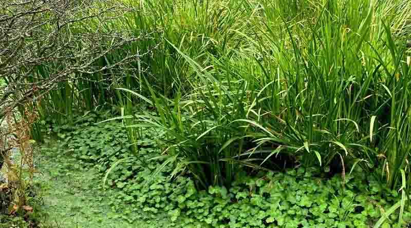 CABI supports floating pennywort weevil release in Barnsley, UK
