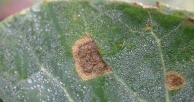 Amistar Top strategy to protect yield and crop quality