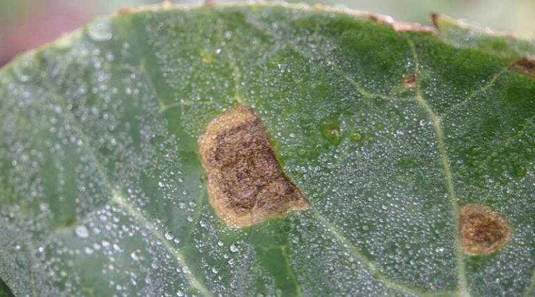 Amistar Top strategy to protect yield and crop quality