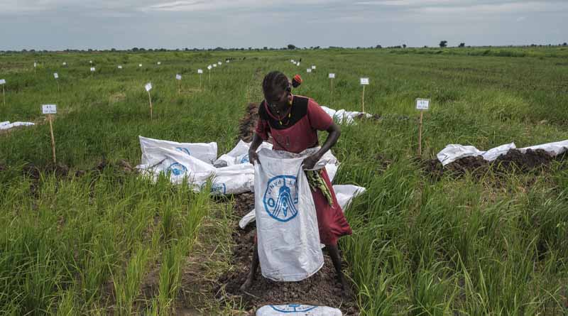 South Sudan: FAO intensifies efforts to increase resilience of agrifood systems to threats and crises