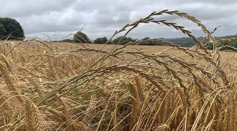 Stack the odds for optimum grass weed control
