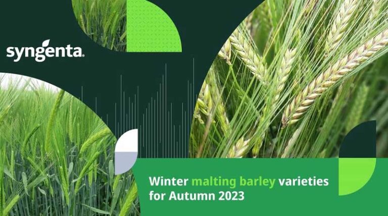 Winter malting barley – choosing the variety that’s right for you