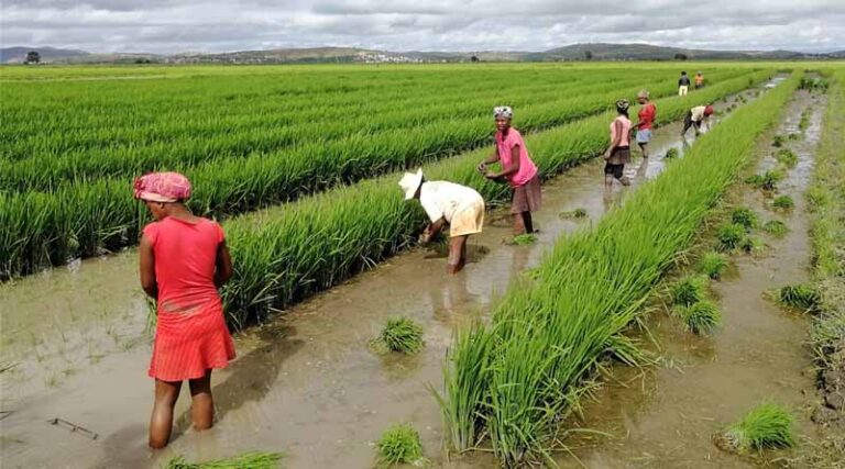 FAO Food Price Index rebounds in July