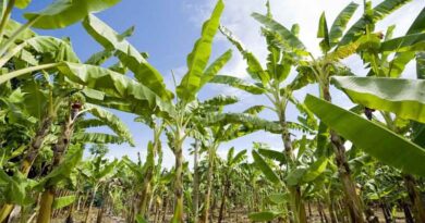 Africa’s anti-GMO activists spread myths and fear but do not provide any scientific evidence