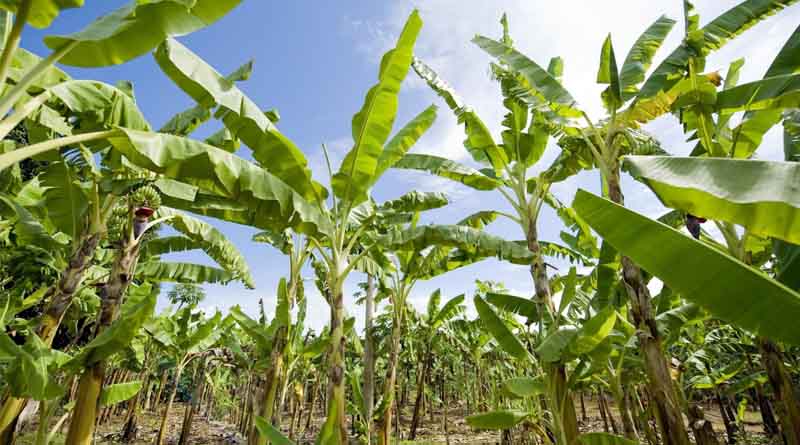 Africa’s anti-GMO activists spread myths and fear but do not provide any scientific evidence