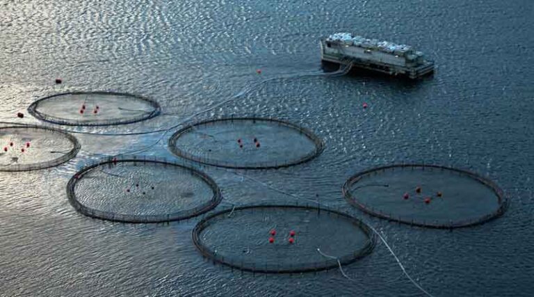 China to accelerate development of deep-sea, far-sea mariculture